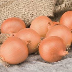 Cebula Alonso f1 250 000 nasion zw st